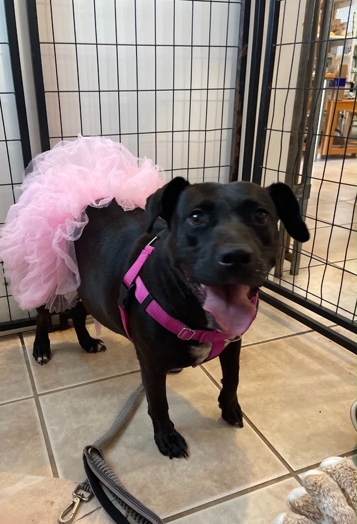 Peppermint Patty Pepp, an adoptable Labrador Retriever, American Bulldog in St. Augustine, FL, 32084 | Photo Image 1