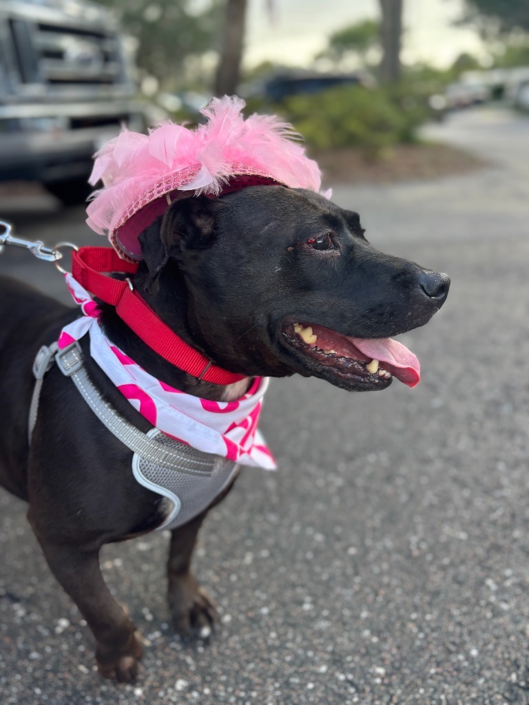 Peppermint Patty Pepp, an adoptable Labrador Retriever, American Bulldog in St. Augustine, FL, 32084 | Photo Image 1