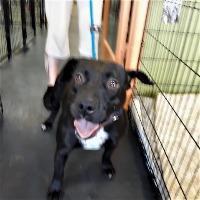 Peppermint Patty Pepp, an adoptable Labrador Retriever, American Bulldog in St. Augustine, FL, 32084 | Photo Image 2