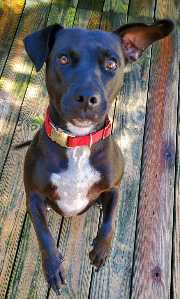 Peppermint Patty Pepp, an adoptable Labrador Retriever, American Bulldog in St. Augustine, FL, 32084 | Photo Image 3