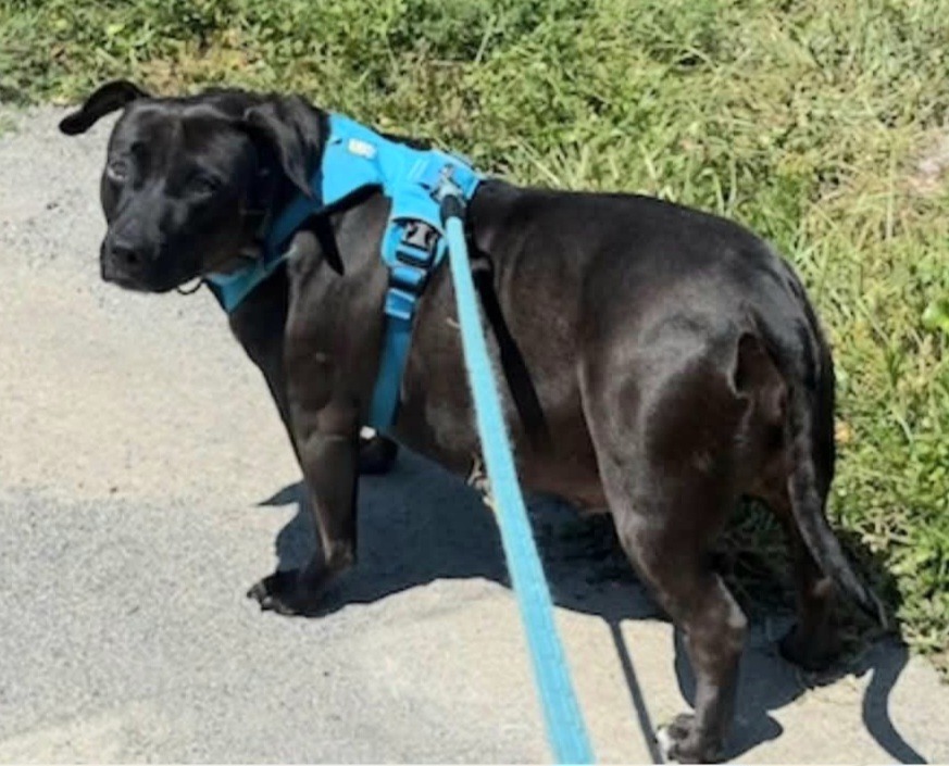 Peppermint Patty Pepp, an adoptable Labrador Retriever, American Bulldog in St. Augustine, FL, 32084 | Photo Image 5