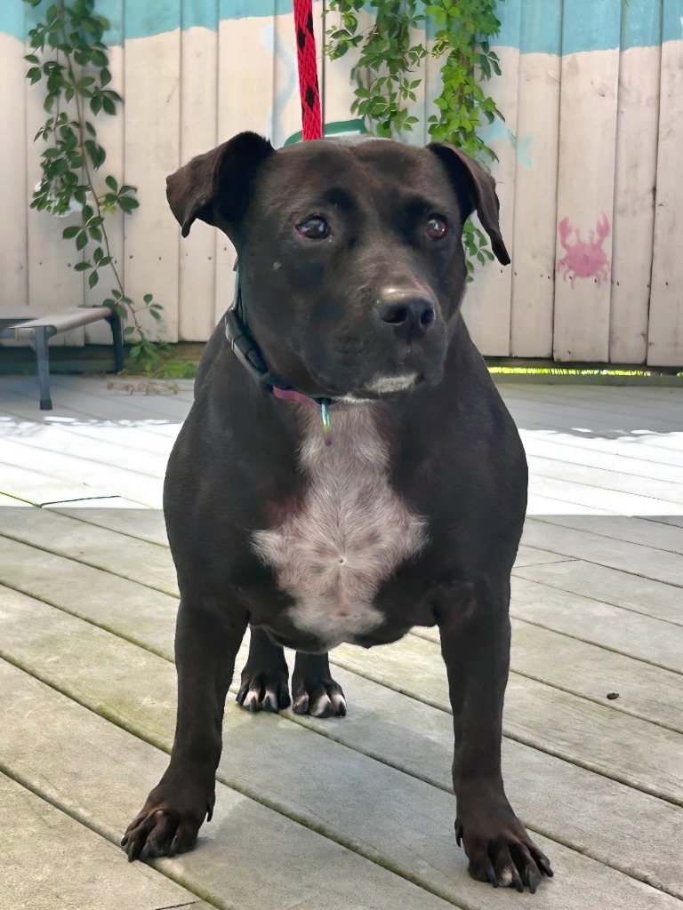Peppermint Patty Pepp, an adoptable Labrador Retriever, American Bulldog in St. Augustine, FL, 32084 | Photo Image 6