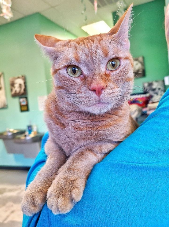 Diva, an adoptable Domestic Short Hair in Fort Mill, SC_image-2