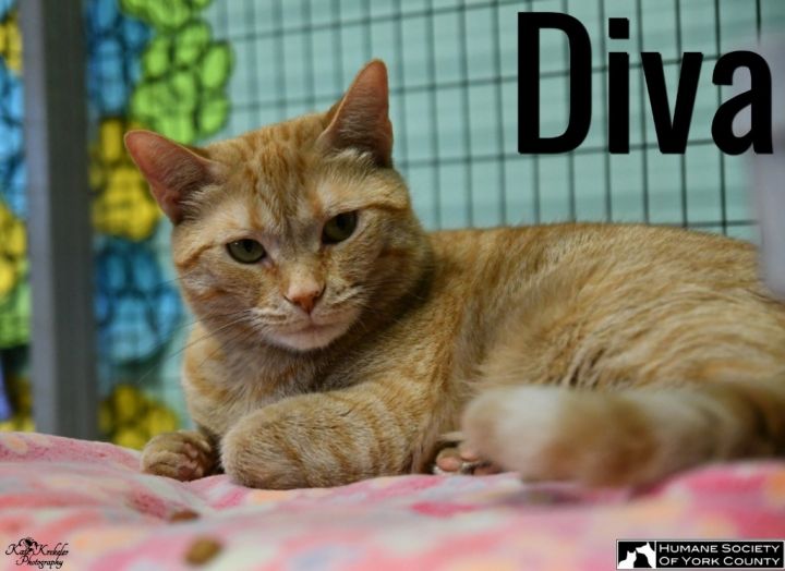 Diva, an adoptable Domestic Short Hair in Fort Mill, SC_image-6