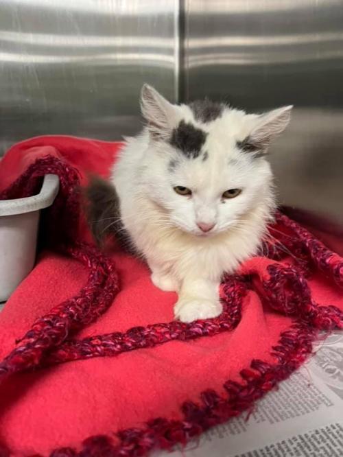 Cat For Adoption Betty A Domestic Long Hair In La Porte In Petfinder