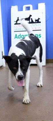 Smudge, an adoptable Akita in Winfield, KS, 67156 | Photo Image 1