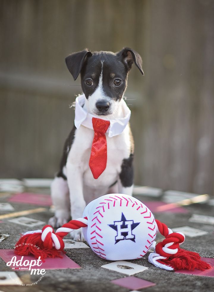 Mac, an adopted Jack Russell Terrier Mix in Kingwood, TX_image-5