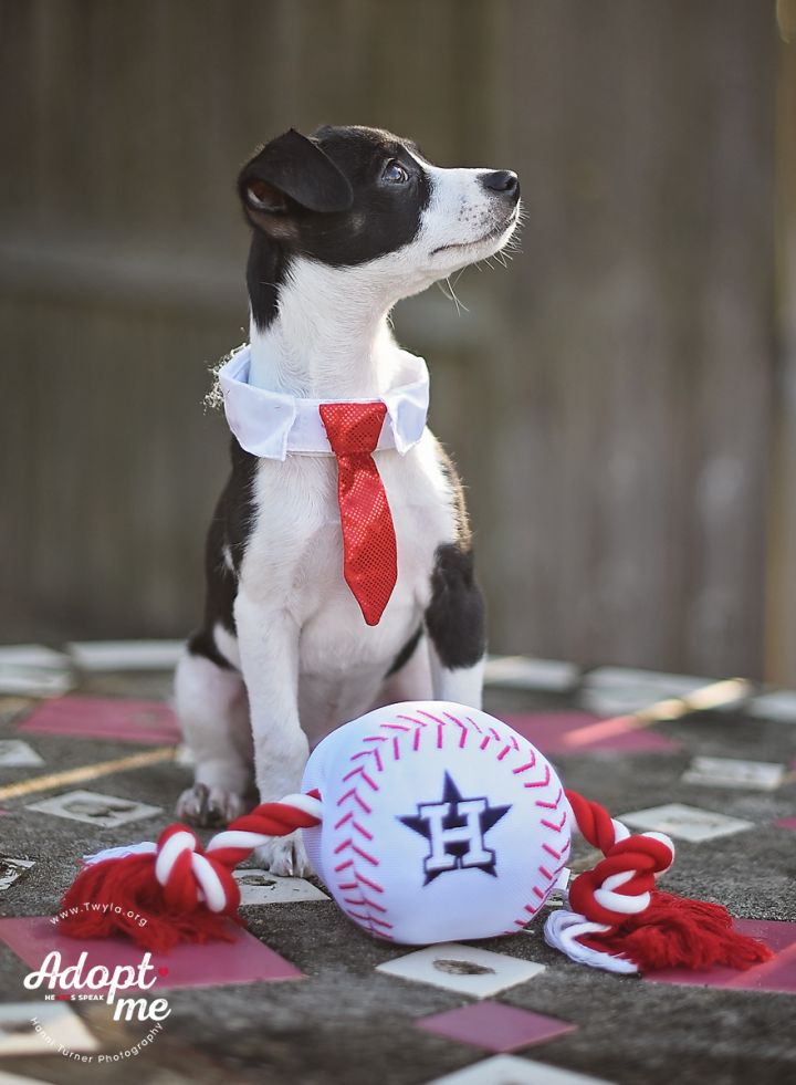 Mac, an adopted Jack Russell Terrier Mix in Kingwood, TX_image-6