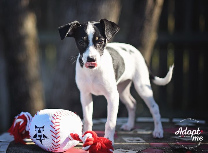Cheese, an adopted Jack Russell Terrier Mix in Kingwood, TX_image-1