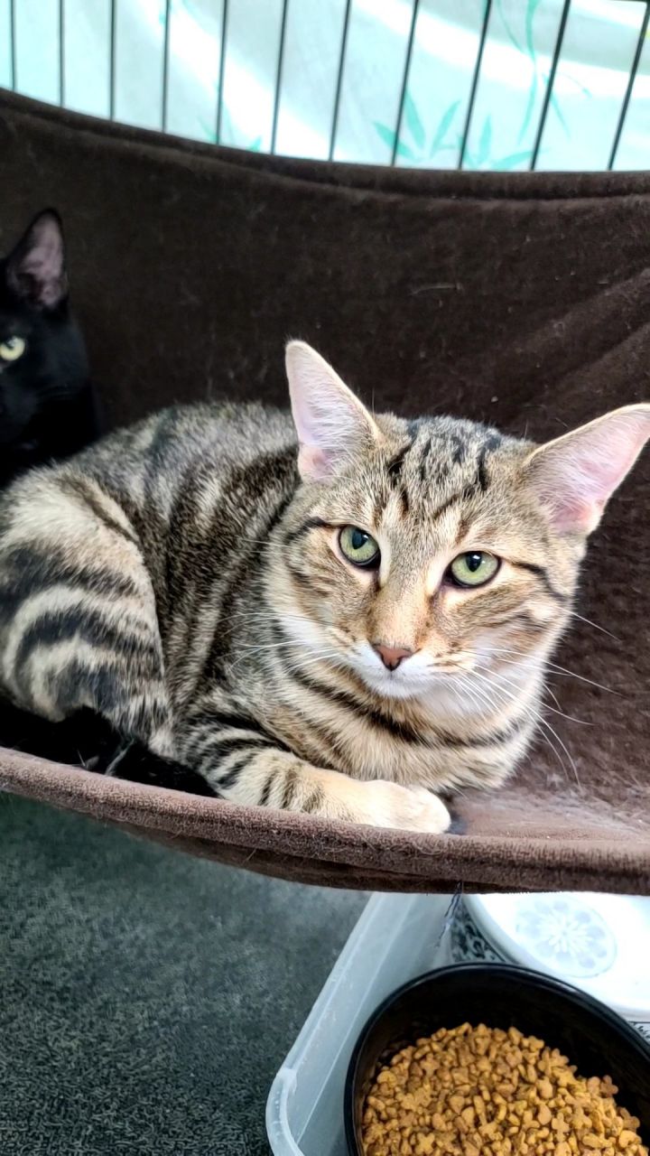 Chevy, an adoptable Tabby & Domestic Short Hair Mix in Monroe, MI_image-2