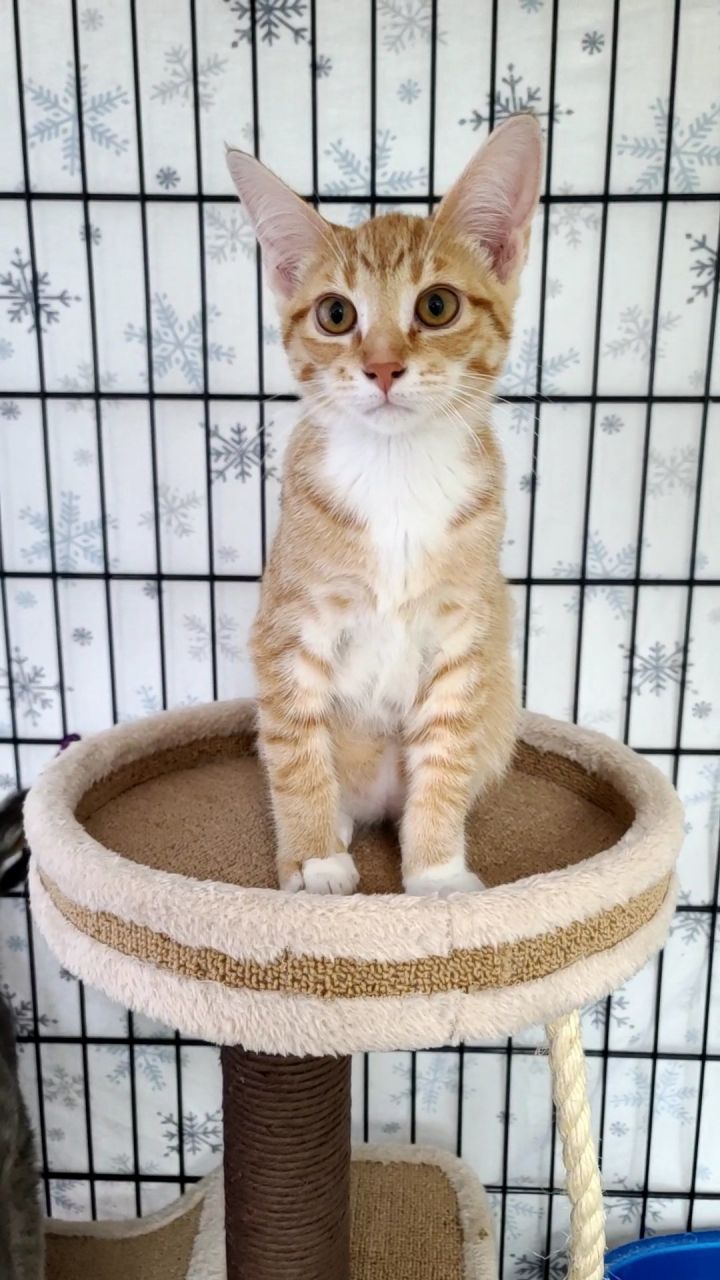 Oberon, an adopted Domestic Short Hair Mix in Monroe, MI_image-1
