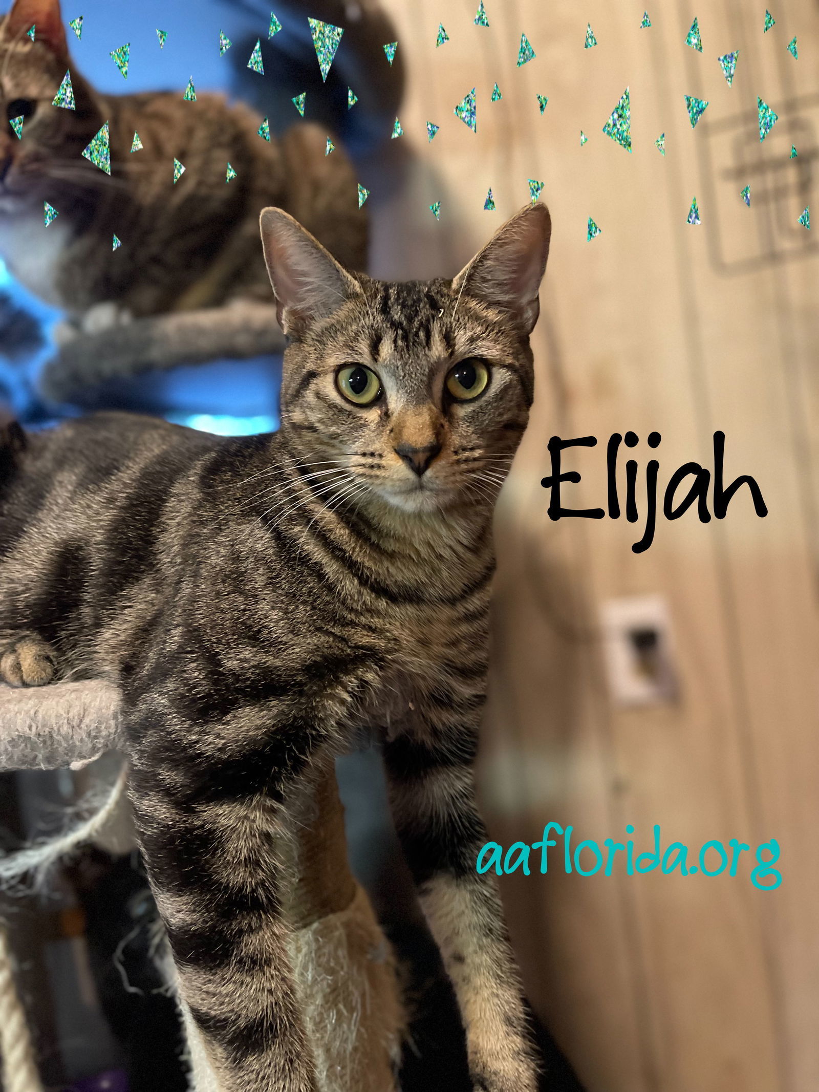 Elijah, an adoptable Tabby, Domestic Short Hair in Pensacola, FL, 32534 | Photo Image 1