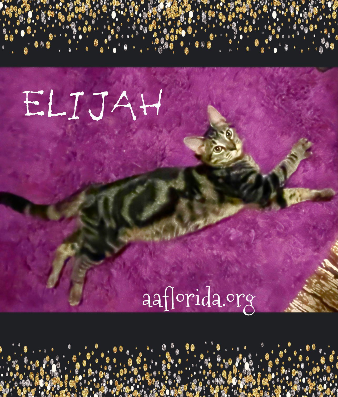 Elijah, an adoptable Tabby, Domestic Short Hair in Pensacola, FL, 32534 | Photo Image 2