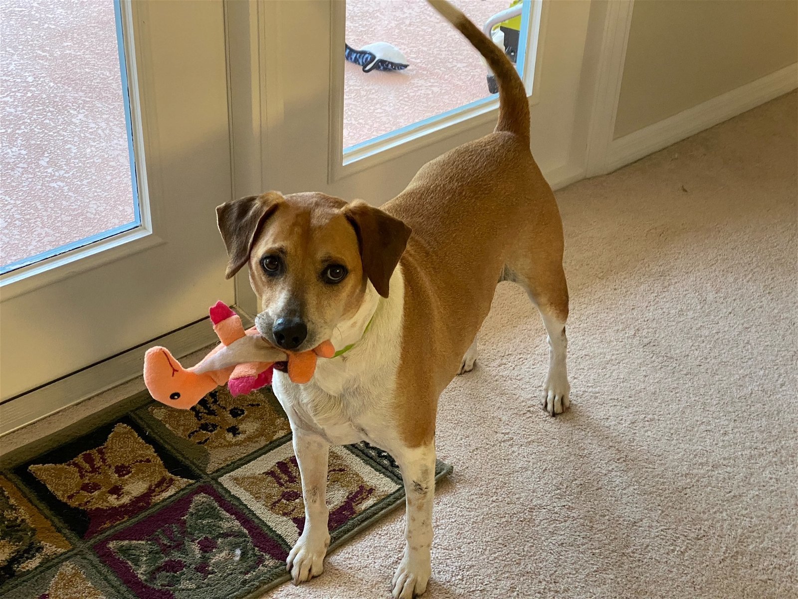 Duke aka Beasley *FH, an adoptable Beagle, Hound in Sanford, FL, 32771 | Photo Image 1