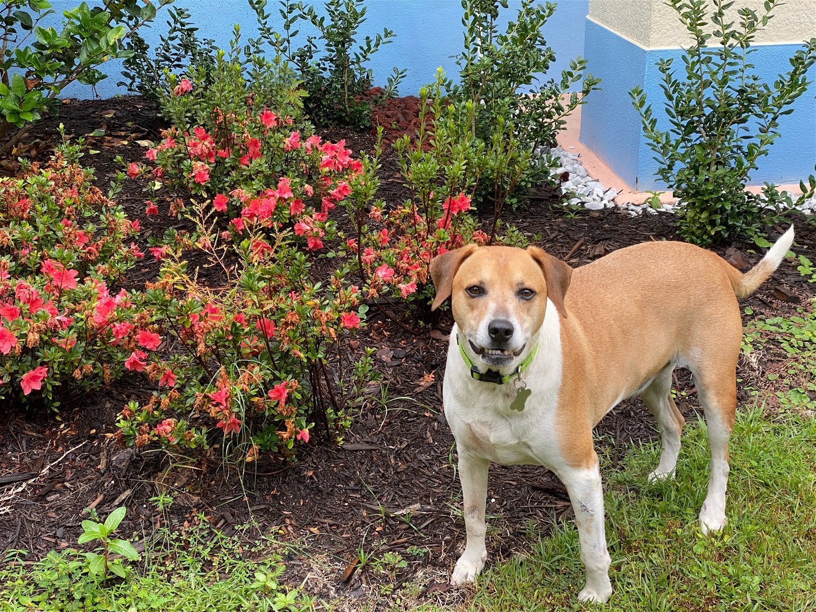 Duke aka Beasley *FH, an adoptable Beagle, Hound in Sanford, FL, 32771 | Photo Image 2