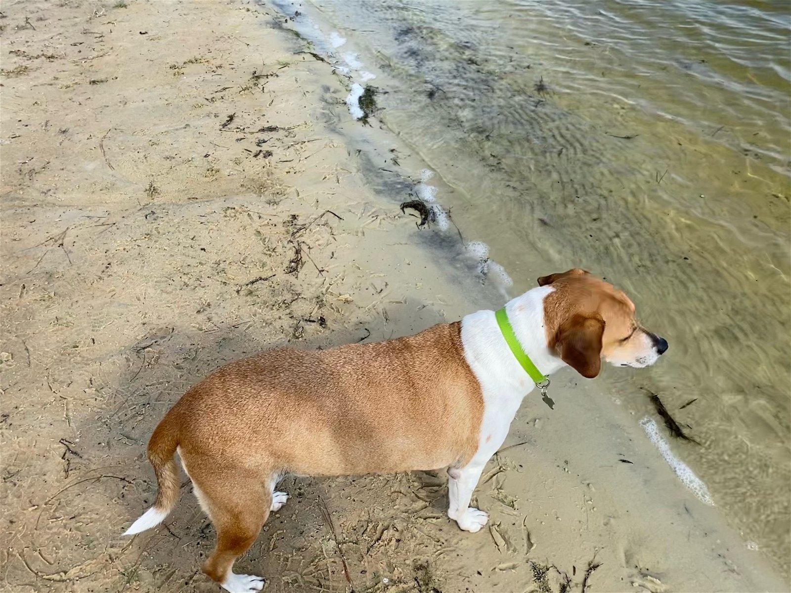 Duke aka Beasley *FH, an adoptable Beagle, Hound in Sanford, FL, 32771 | Photo Image 3