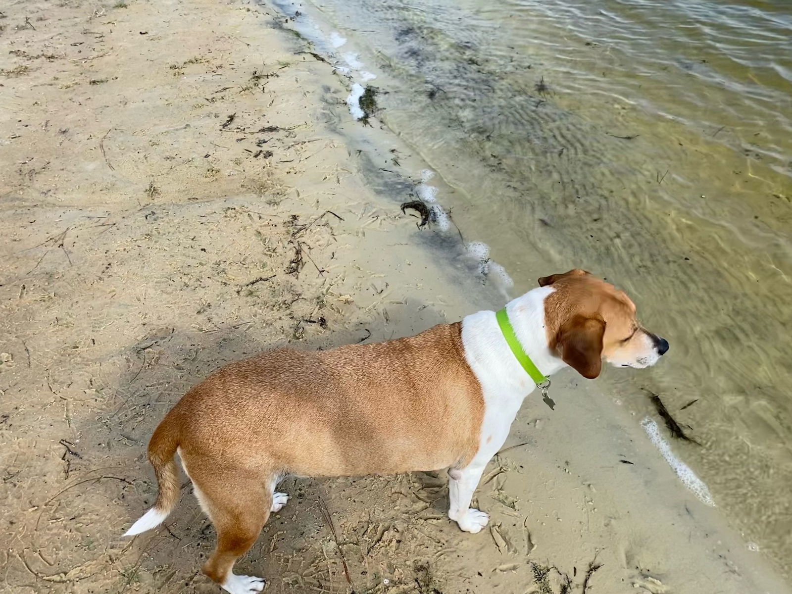 Duke *FH, an adoptable Beagle, Hound in Sanford, FL, 32771 | Photo Image 3