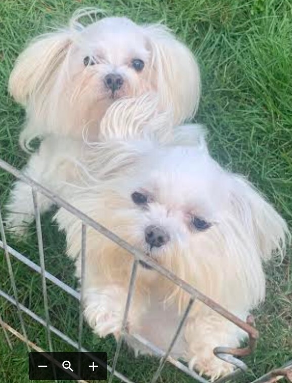 Petfinder maltese clearance