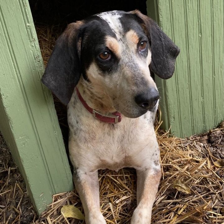 Sally, an adoptable Bluetick Coonhound & Hound Mix in Spencer, IN_image-2