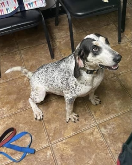 Sally, an adoptable Bluetick Coonhound & Hound Mix in Spencer, IN_image-5