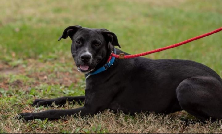 Dog for adoption - Tippins, a Labrador Retriever Mix in Clinton, MO ...