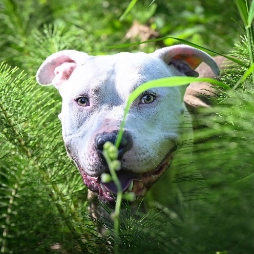 Calvin- our favorite WHS pup!, an adoptable Pit Bull Terrier in Ferndale, WA, 98248 | Photo Image 1