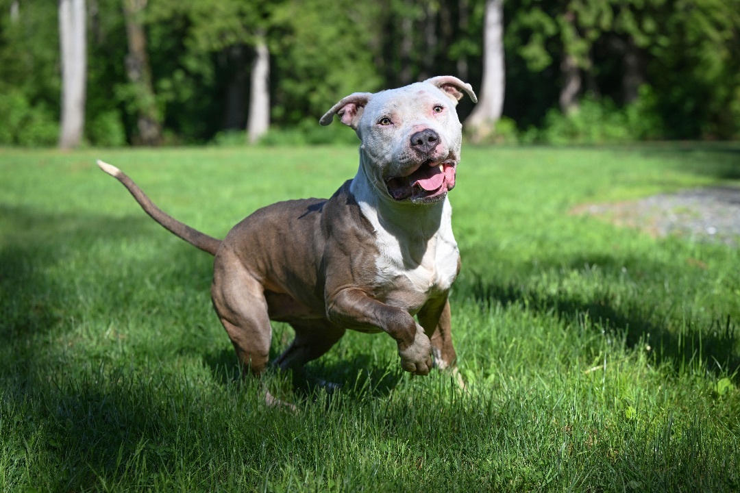 Calvin- our favorite WHS pup!, an adoptable Pit Bull Terrier in Ferndale, WA, 98248 | Photo Image 2