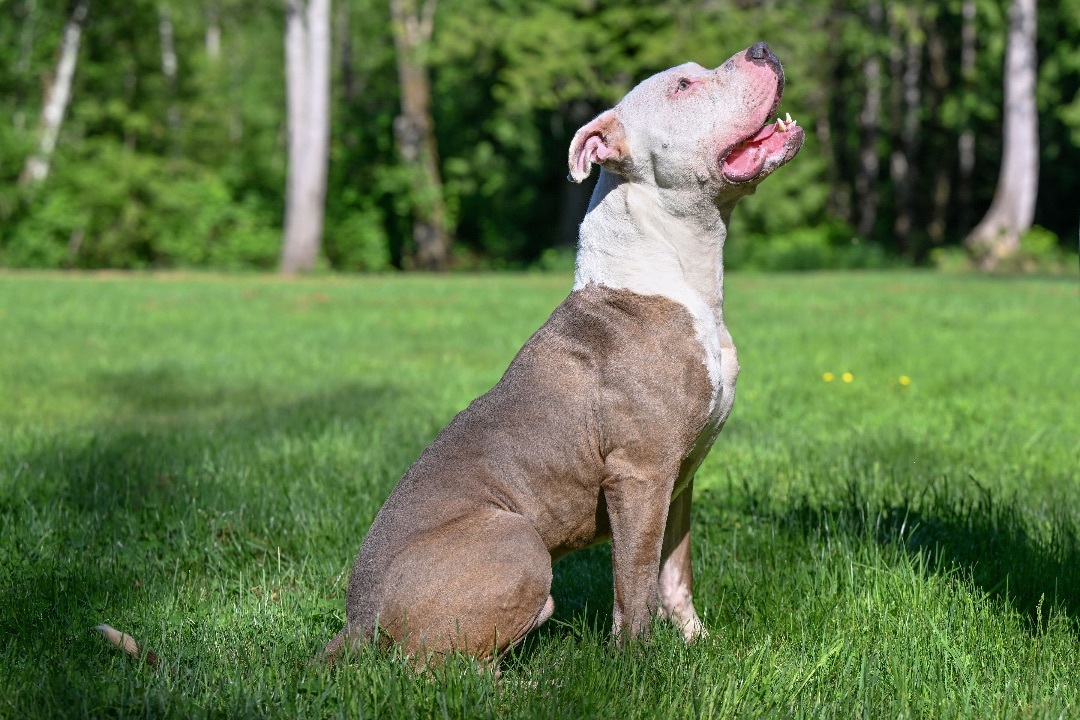 Calvin- our favorite WHS pup!, an adoptable Pit Bull Terrier in Ferndale, WA, 98248 | Photo Image 3