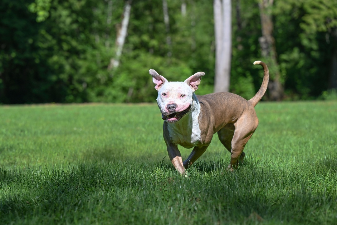 Calvin- our favorite WHS pup!, an adoptable Pit Bull Terrier in Ferndale, WA, 98248 | Photo Image 4