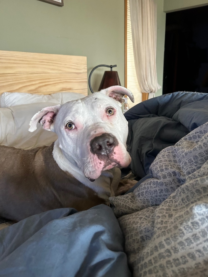 Calvin- our favorite WHS pup!, an adoptable Pit Bull Terrier in Ferndale, WA, 98248 | Photo Image 5