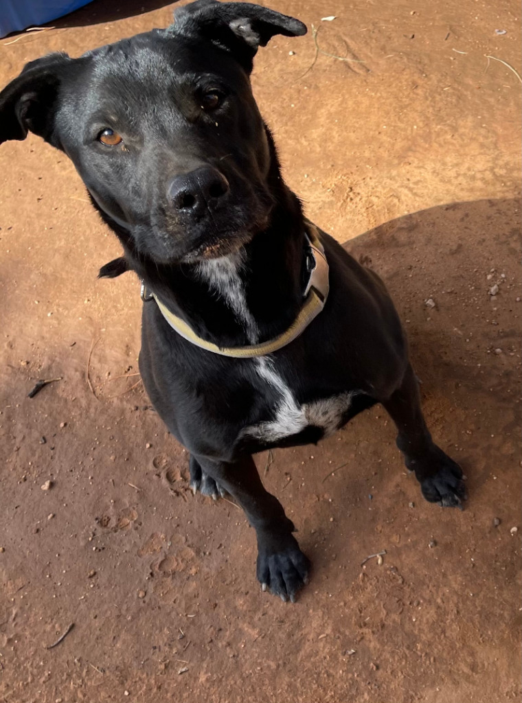 Randall, an adoptable Labrador Retriever in Midland, TX, 79705 | Photo Image 1