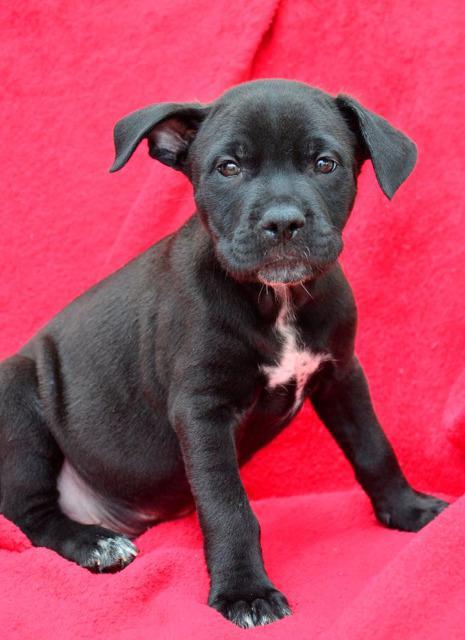 Randall, an adoptable Labrador Retriever in Midland, TX, 79705 | Photo Image 2