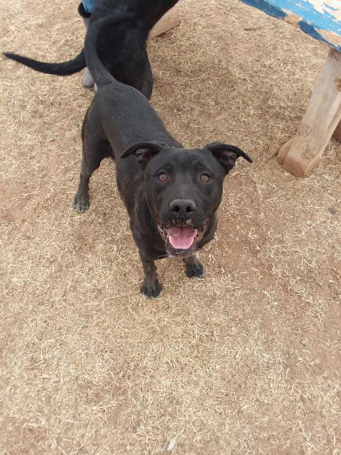 Randall, an adoptable Labrador Retriever in Midland, TX, 79705 | Photo Image 3