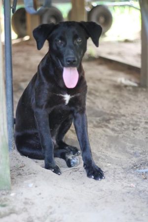 Bentley - Fostered in NC