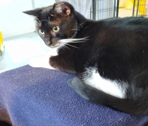 Cat For Adoption Bebe A Tuxedo In Melbourne Fl Petfinder