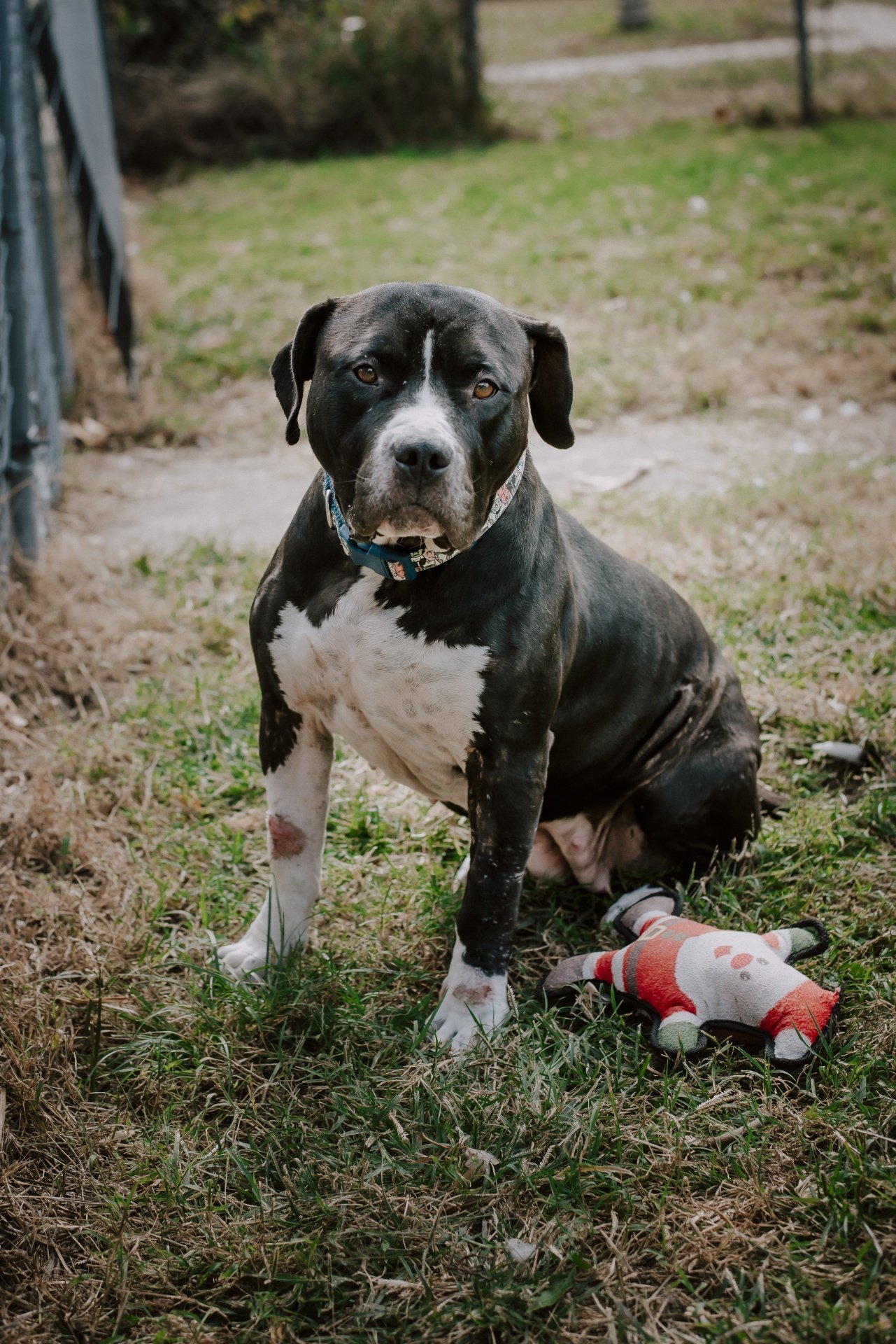 Fiona, an adoptable American Bulldog, Pit Bull Terrier in Topeka, KS, 66614 | Photo Image 1