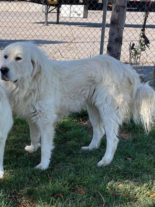 Chico, an adoptable Great Pyrenees in Hamilton, MT_image-1