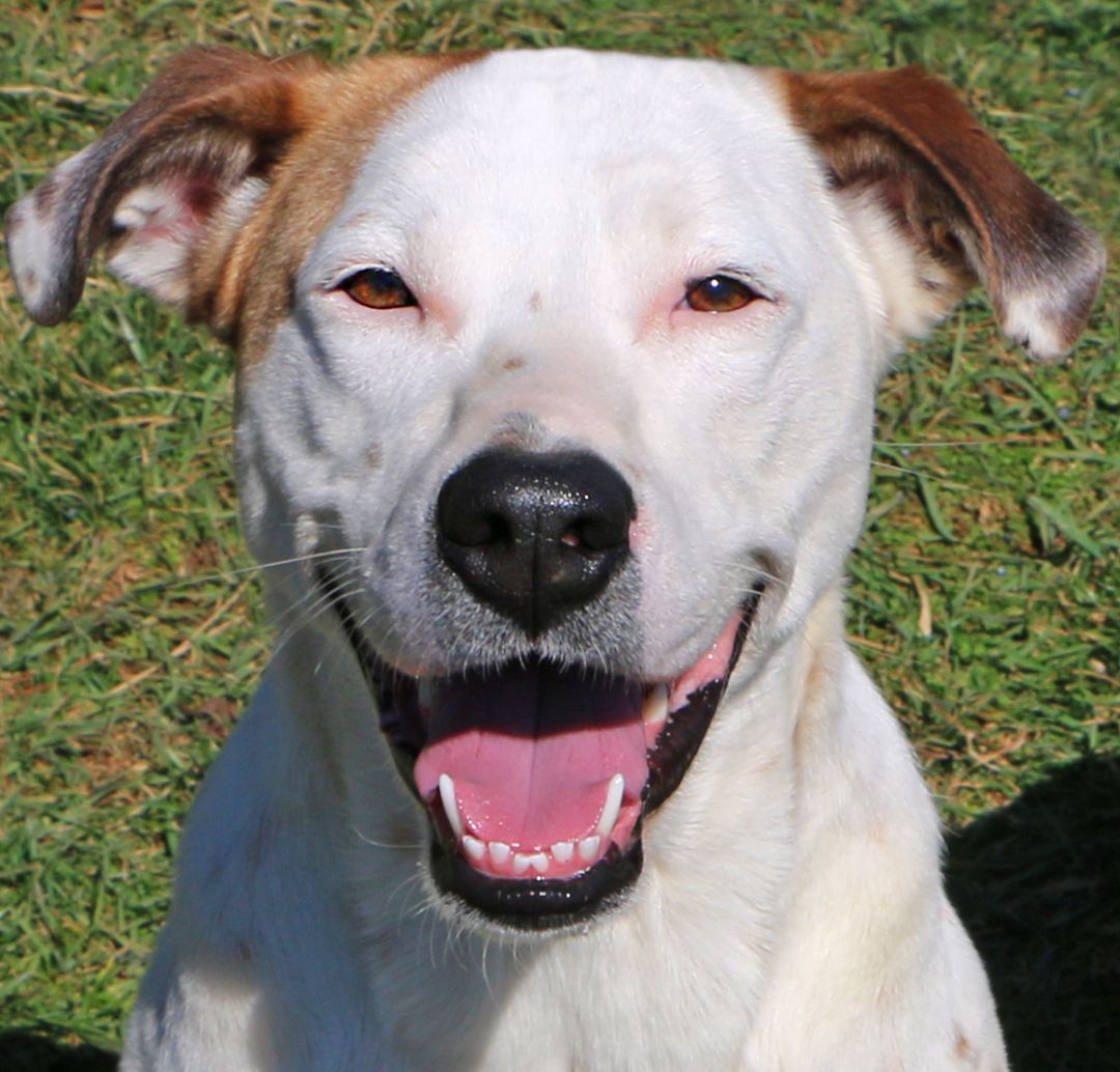 Julie, an adoptable Labrador Retriever, Mixed Breed in Charles Town, WV, 25414 | Photo Image 1
