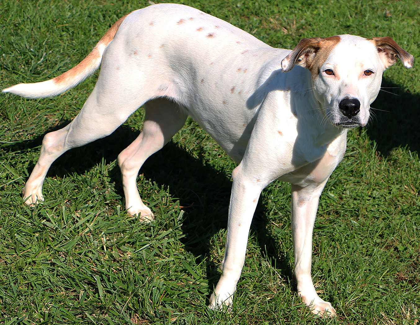 Julie, an adoptable Labrador Retriever, Mixed Breed in Charles Town, WV, 25414 | Photo Image 5