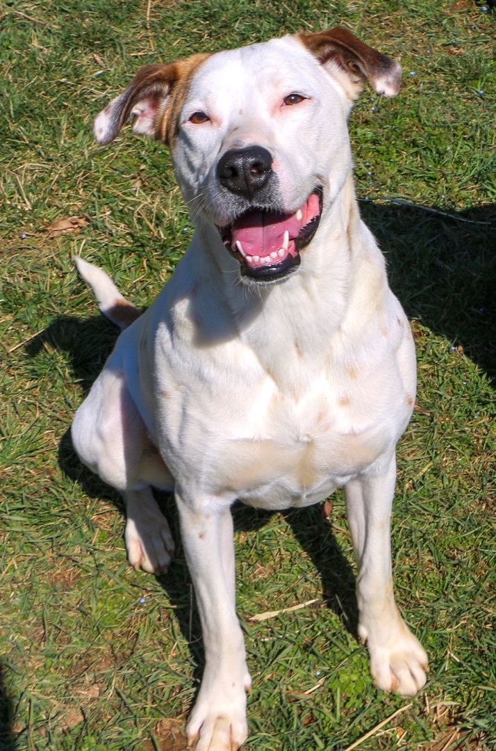 Julie, an adoptable Labrador Retriever, Mixed Breed in Charles Town, WV, 25414 | Photo Image 6