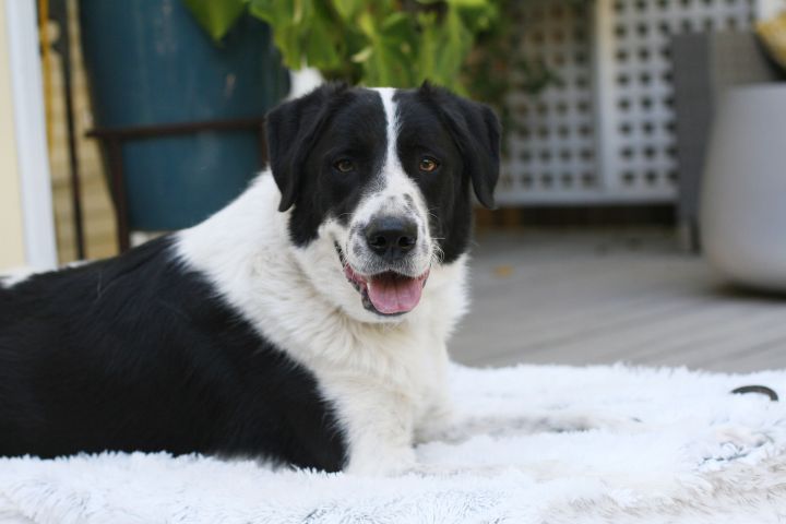 Pyrenees and best sale australian shepherd mix