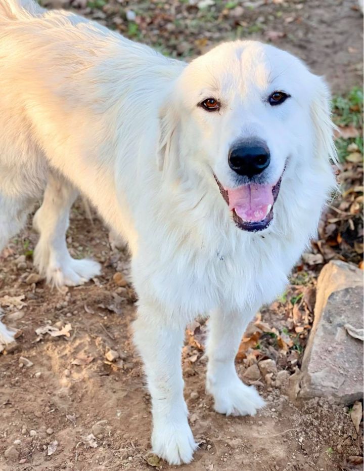 Jerrie , an adopted Great Pyrenees in Kiowa, OK_image-5