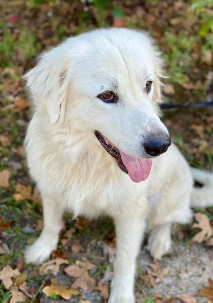 Jerrie , an adopted Great Pyrenees in Kiowa, OK_image-6