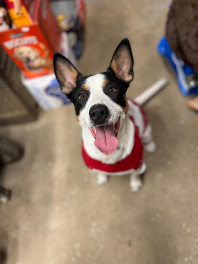 Spade, an adoptable Fox Terrier in Georgetown, TN, 37336 | Photo Image 2