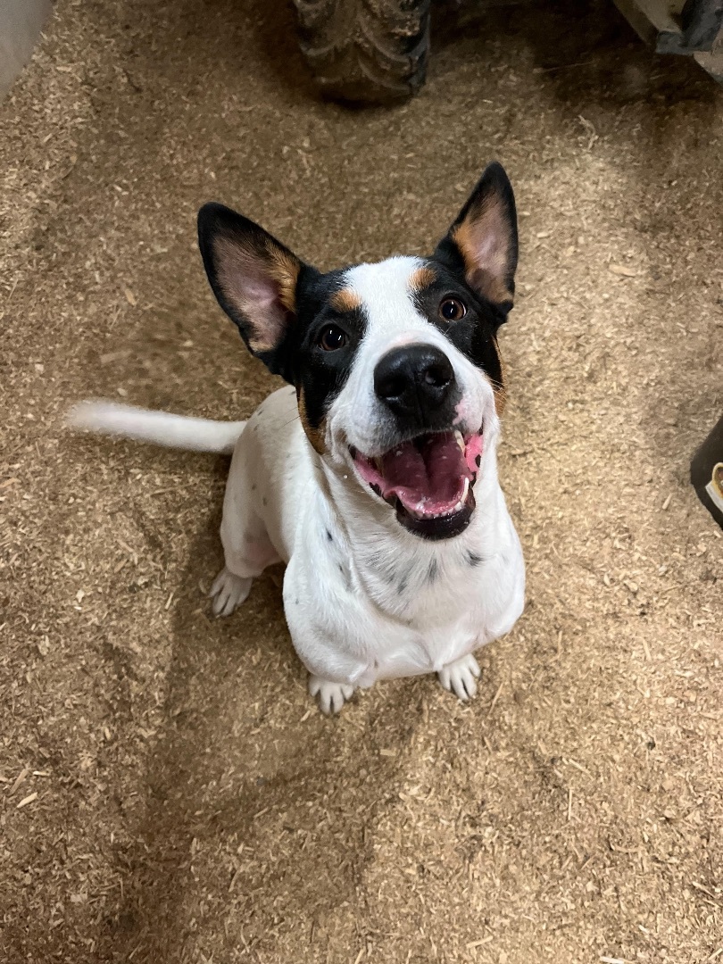 Spade, an adoptable Fox Terrier in Georgetown, TN, 37336 | Photo Image 3