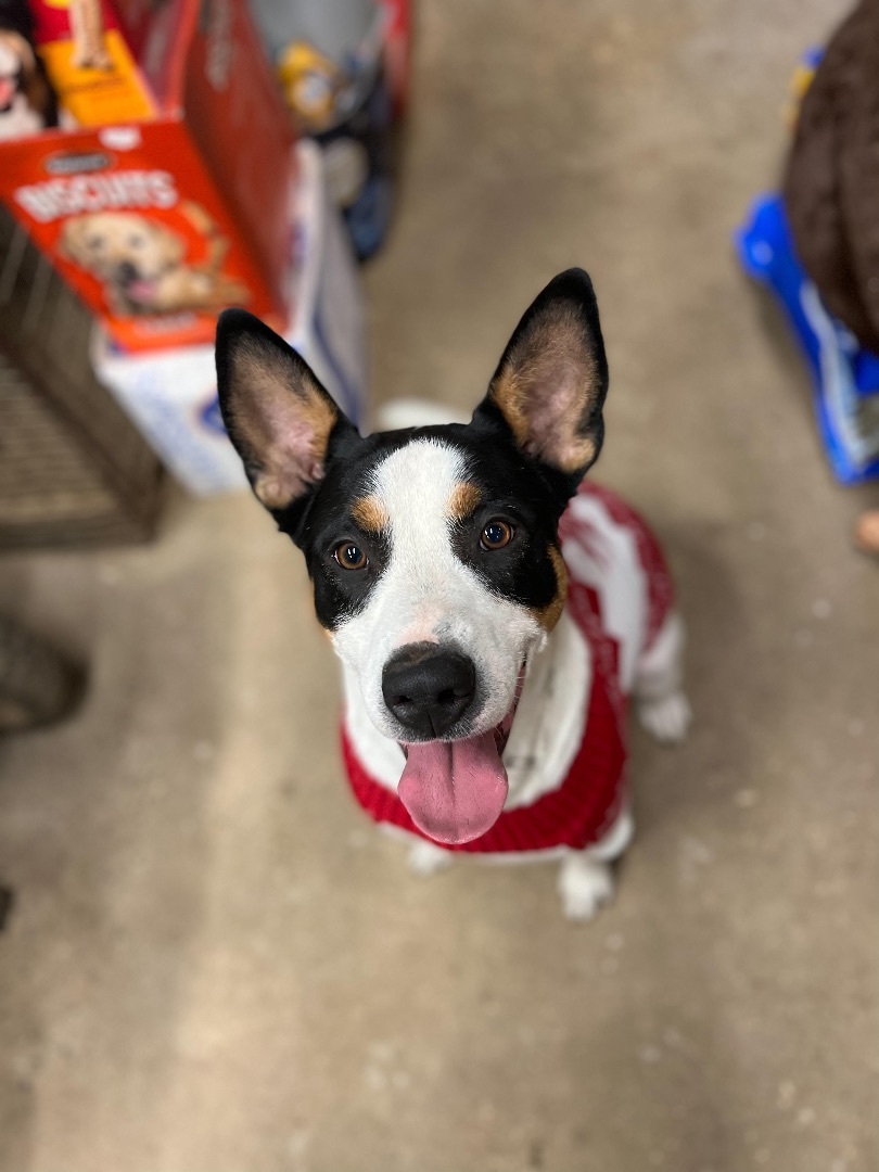 Spade, an adoptable Fox Terrier in Georgetown, TN, 37336 | Photo Image 1