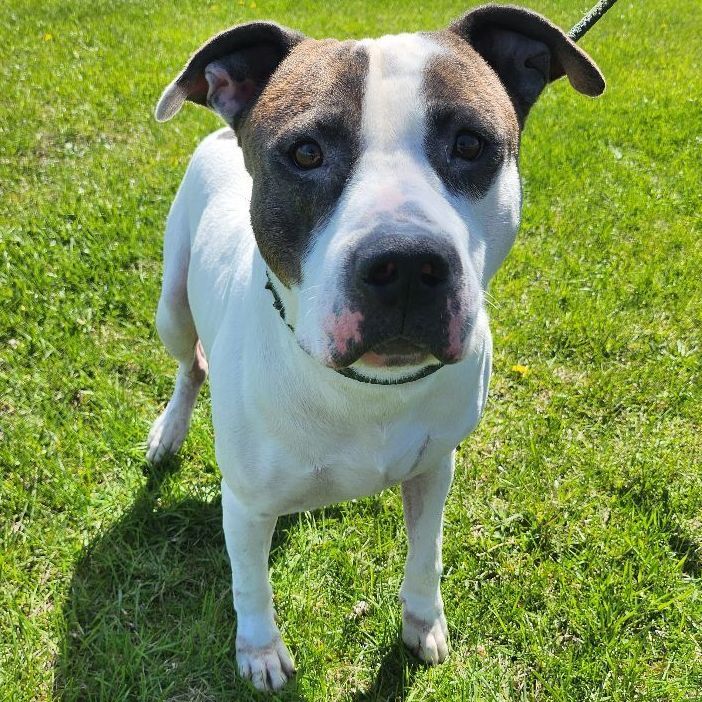Benny, an adoptable American Staffordshire Terrier in Valparaiso, IN, 46385 | Photo Image 4