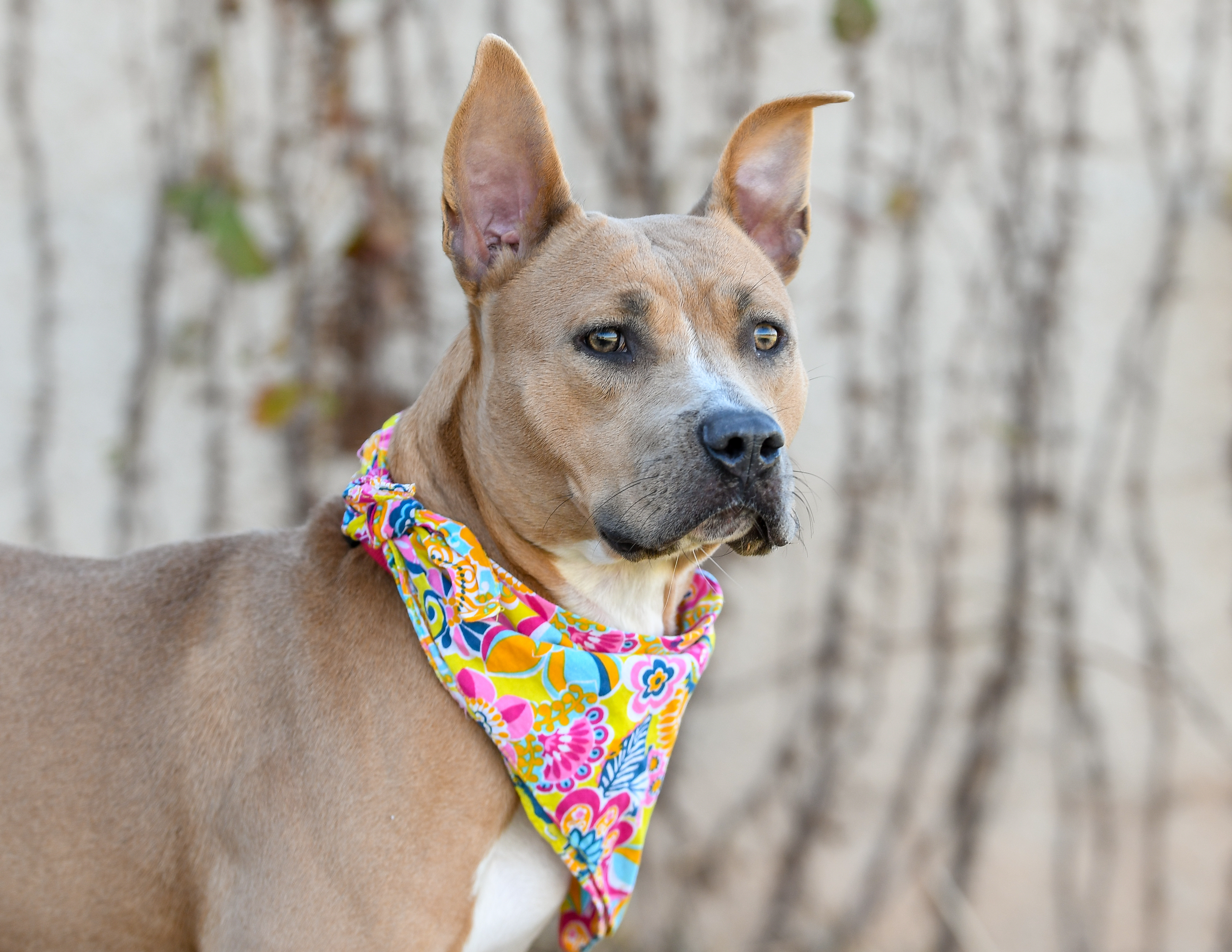 ALYS 370223, an adoptable Pit Bull Terrier in Oklahoma City, OK, 73129 | Photo Image 1