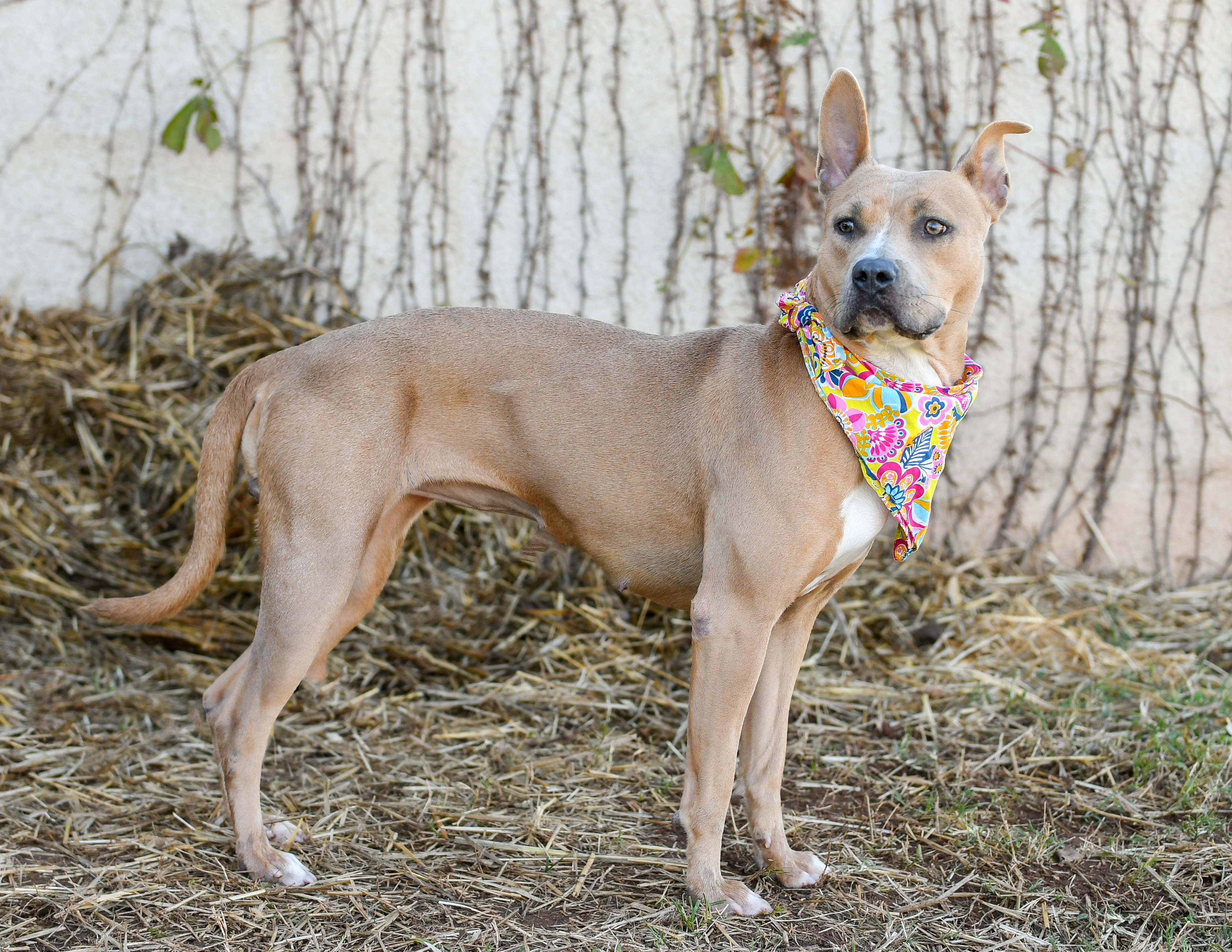ALYS 370223, an adoptable Pit Bull Terrier in Oklahoma City, OK, 73129 | Photo Image 2