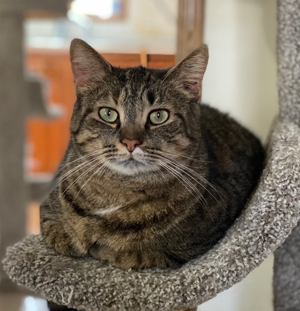 Junior , an adoptable Tiger, Domestic Short Hair in Goshen, IN, 46526 | Photo Image 1
